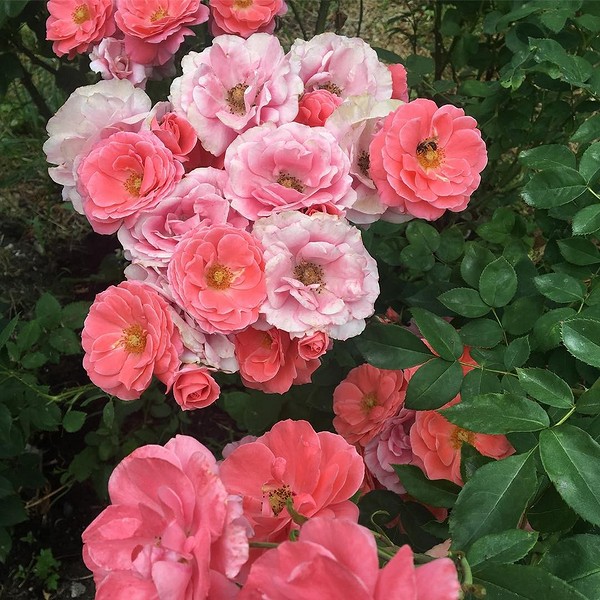 Яскрава троянда флорибунда крупним планом, секрети догляду для рясного цвітіння у 2026