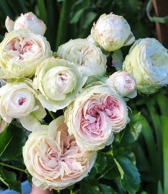 Квітучі троянди флорибунда в саду: найкращі сорти для вирощування у 2026 році.