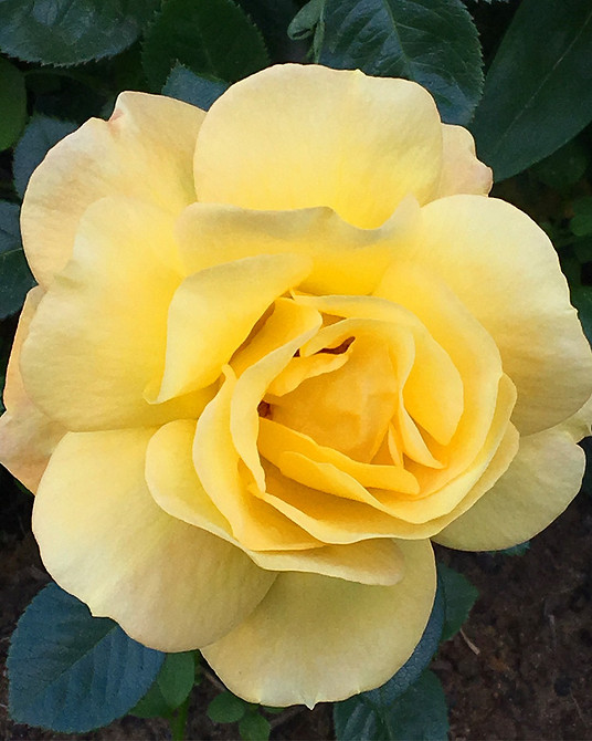 Крупний план квітки троянди флорибунда: ніжні пелюстки та яскравий колір, невибагливі троянди.