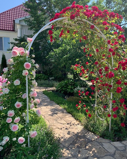 Вертикальне озеленення з використанням троянд флорибунда, що прикрашає стіну будинку.