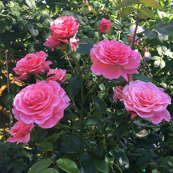 Троянди флорибунда: поради експертів щодо вирощування пишних кущів у 2026 році