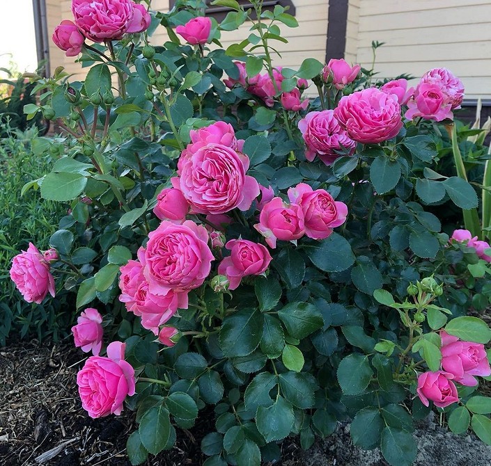 Квітучий кущ троянди флорибунда: чудовий вигляд та легкість у вирощуванні, сорти троянд.