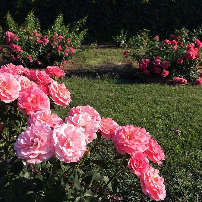 Клумба з трояндами флорибунда різних кольорів, що створює яскравий та гармонійний пейзаж.