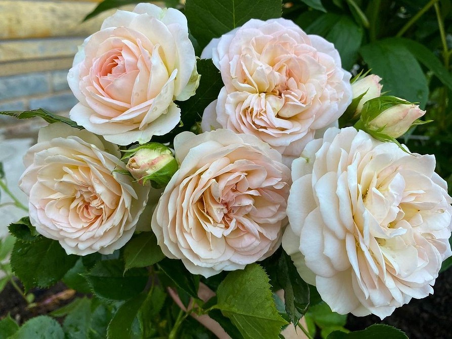 Фото двоколірної троянди флорибунда, поєднання жовтого та червоного на пелюстках.