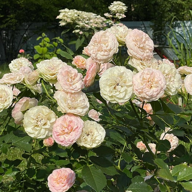 Троянди флорибунда в саду: поєднання з іншими рослинами для гармонійного вигляду.