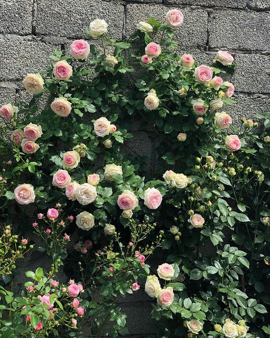 Прекрасний сорт троянди флорибунда з густим цвітом, ідеальний для створення живоплоту.