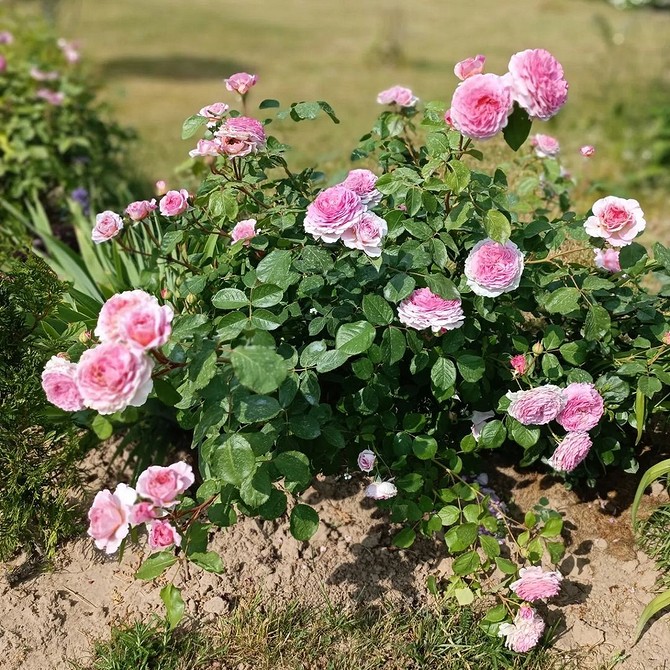 Троянди флорибунда в вазі: свіжі квіти для дому, морозостійкі троянди 2026.
