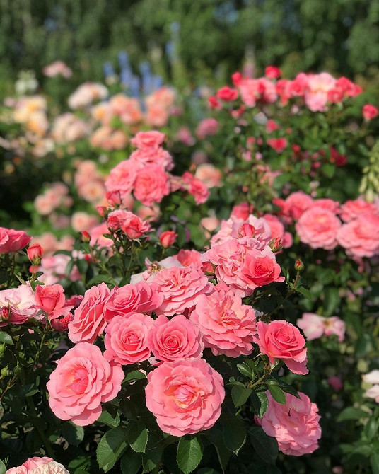 Морозостійкі троянди флорибунда: підготовка до зими та захист від холоду