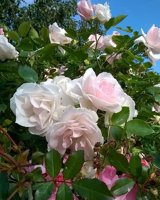 Невибагливі троянди флорибунда: легкий догляд та рясне цвітіння у вашому саду.