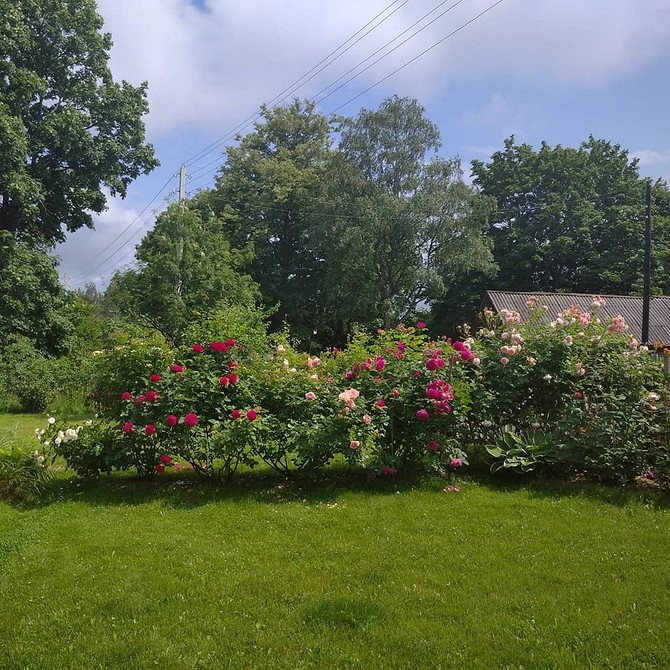 Білі троянди флорибунда, що символізують чистоту та елегантність у садовому дизайні.