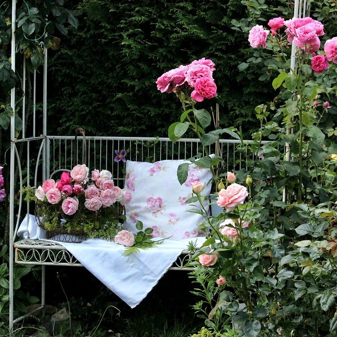 Насичений рожевий колір троянд флорибунда, що робить їх чудовим акцентом у садовому дизайні.