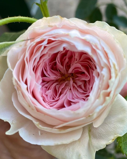 Фотографія невибагливих троянд флорибунда: прості у догляді, пишне цвітіння у 2026.