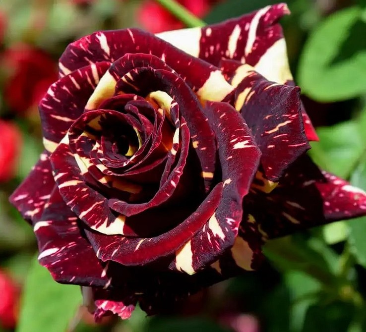 Найкращі сорти троянд флорибунда для вирощування в Україні: поради та рекомендації 2026.