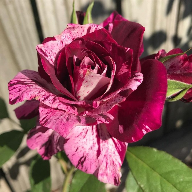 Пишне цвітіння троянд флорибунда: секрети досвідчених садівників у 2026 році