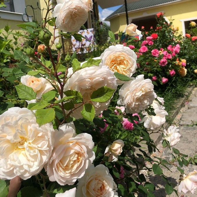 Фотографія саду з трояндами флорибунда, різноманітні сорти та кольори 2026 року.