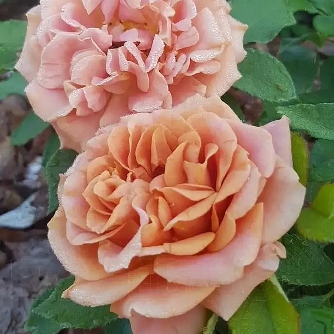 Топ-10 сортів троянд флорибунда для вашого саду у 2026 році: вибір професіоналів.