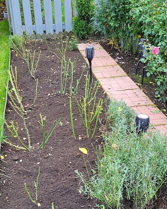 Різні кольори троянд флорибунда: від білих до темно-червоних, невибагливі троянди.