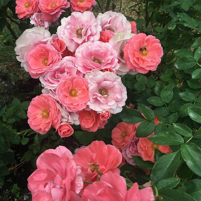 Крупний план квітки троянди флорибунда, деталі пелюсток та колірної гами.