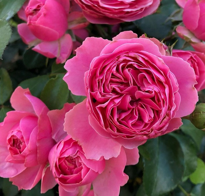 Пишні троянди флорибунда: найкращі сорти для вирощування в українському саду