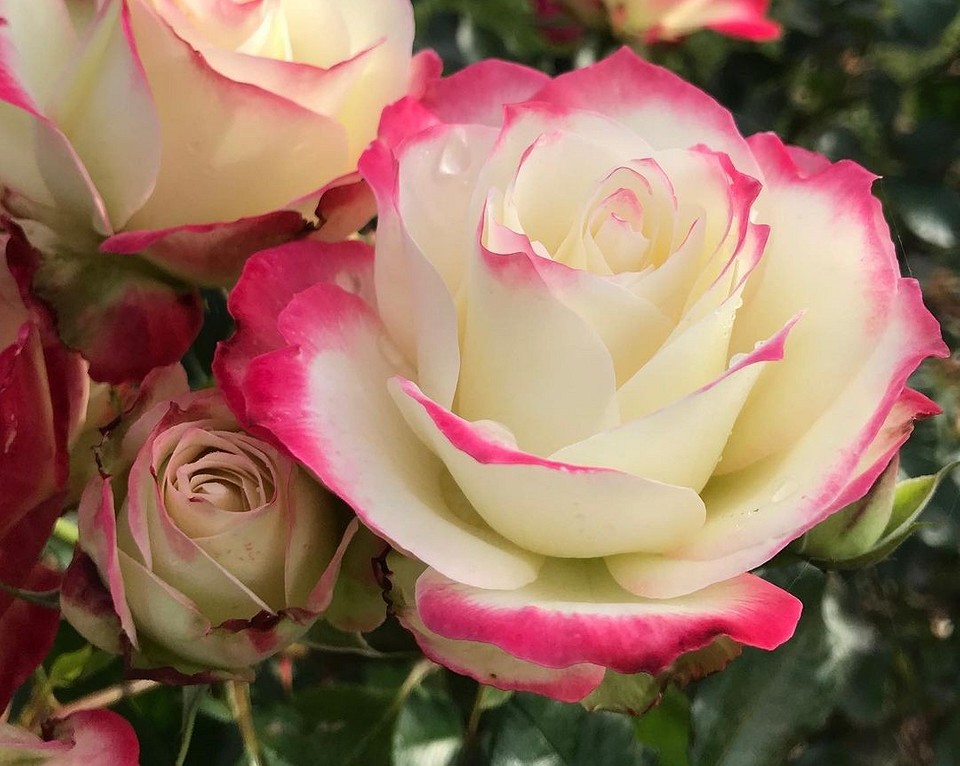 Різноманіття сортів троянд флорибунда для вашого саду у 2026 році: вибір кольорів та форм.