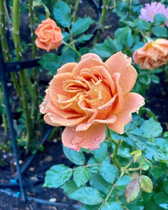 Вирощування троянд флорибунда: покрокова інструкція та корисні поради на 2026 рік.