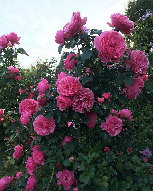 Невибагливі троянди флорибунда: прості у догляді, але надзвичайно красиві квіти