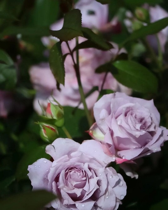 Пишна троянда флорибунда в саду: чудовий сорт, вирощування у 2026 році