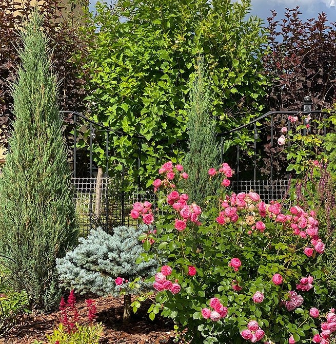 Елегантне поєднання троянд флорибунда з хвойними рослинами у ландшафтному дизайні саду.