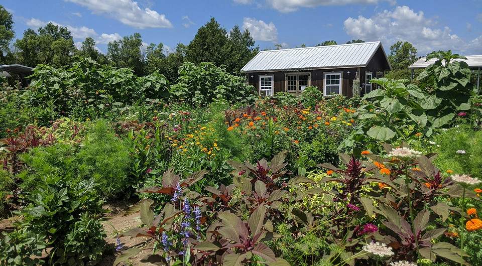 Вирощування гіркого перцю: корисні та шкідливі сусіди на грядці