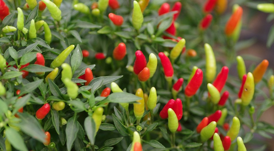 Сумісні посадки гіркого перцю: найкращі та найгірші сусіди на городі