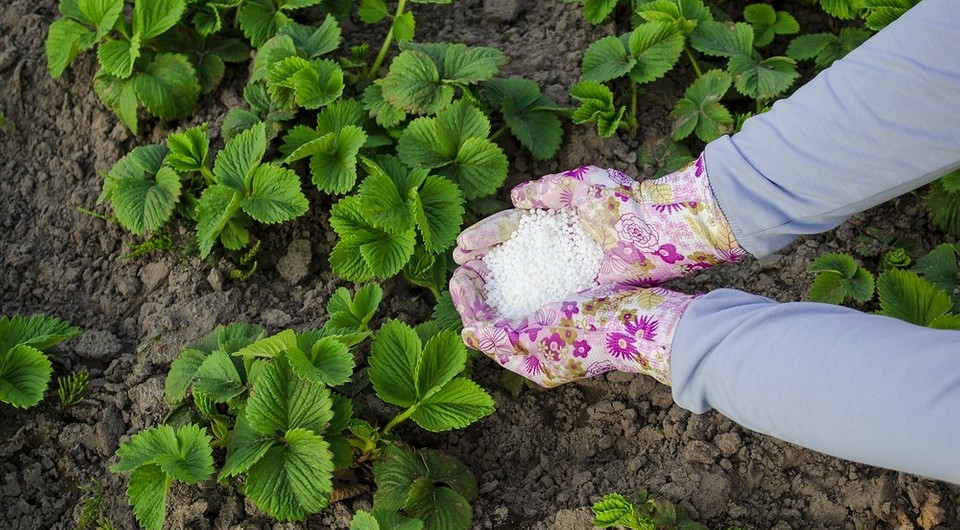 Різні види селітри для городу: аміачна, кальцієва, натрієва, крупним планом.