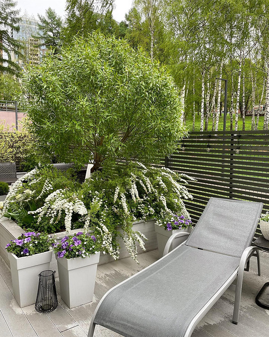 Спірея в ландшафтному дизайні: гармонійне поєднання з іншими рослинами на ділянці.