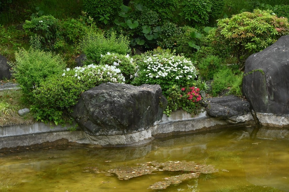 Спірея в садовому дизайні: вдале поєднання з іншими рослинами