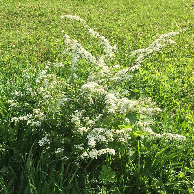 Спірея в ландшафтному дизайні: вибір сорту, посадка та догляд в 2026 році.