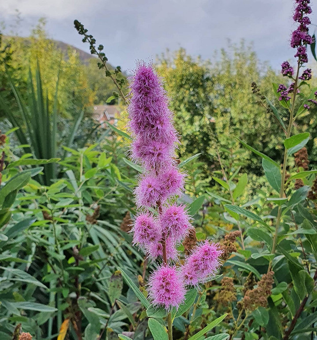 Створення живої огорожі з спіреї: поради щодо посадки та догляду у 2026 році.