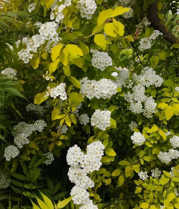 Варіанти використання спіреї в ландшафтному дизайні: ідеї для натхнення