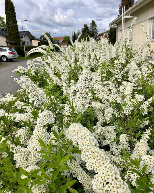 Варіанти посадки спіреї: вибір місця розташування та догляд у саду
