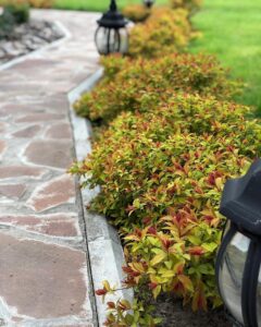 Спірея в ландшафті 2026: ідеї та рішення для вашого саду — Спірея в ландшафтному дизайні