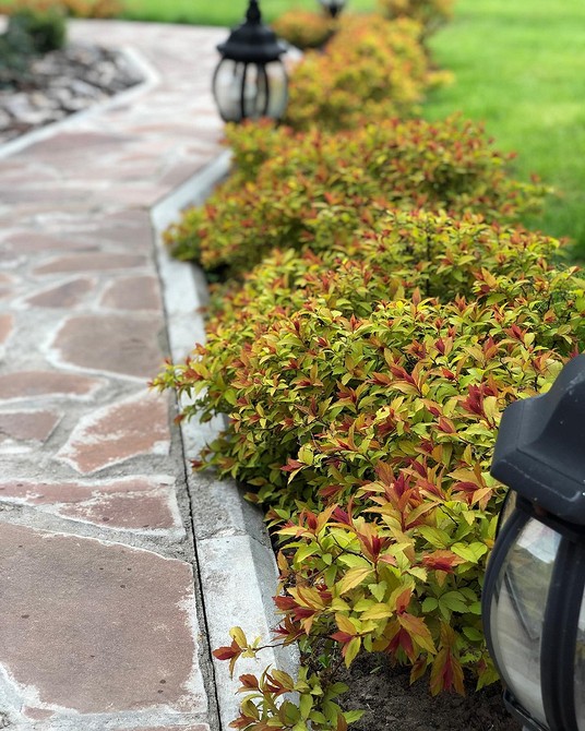 Спірея в ландшафтному дизайні: живопліт, бордюр, клумба та рокарій в саду.