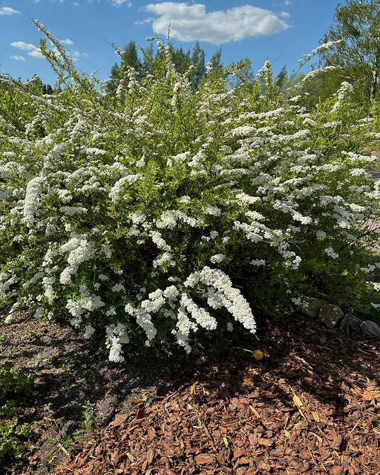 Спірея в саду: кущі, що створюють затишний куточок та прикрашають ландшафт.