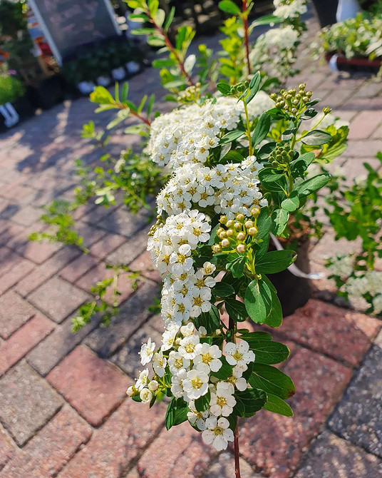 Спірея в ландшафтному дизайні: комбінування з іншими рослинами для ефектного вигляду.
