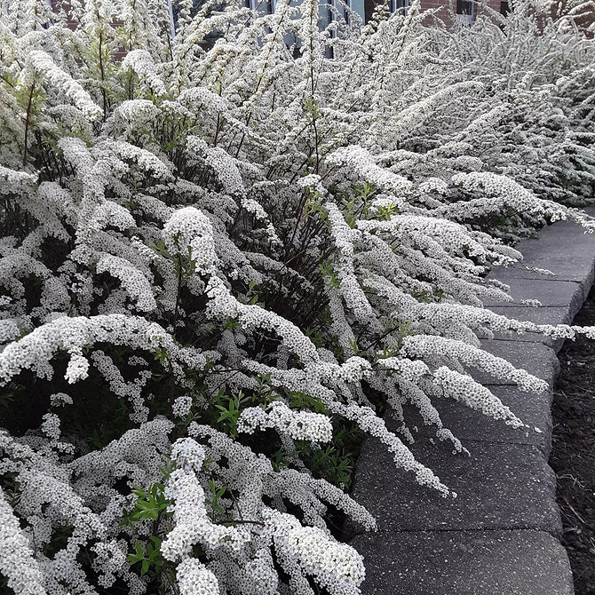 Спірея в ландшафтному дизайні: ідеальні рішення для альпійської гірки в 2026 році.