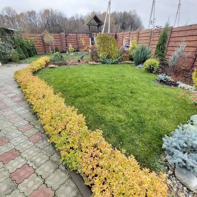 Клумби зі спіреї: дизайн та ідеї на 2026 рік, створення красивого саду.