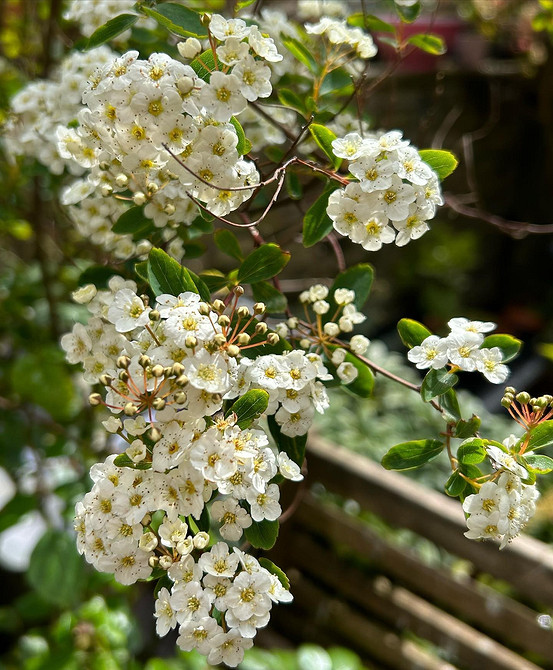 Використання спіреї для створення низькорослих бордюрів у ландшафтному дизайні 2026.