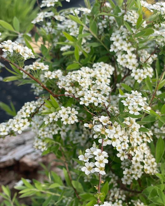 Пишне цвітіння спіреї: секрети догляду для рясного та красивого цвіту