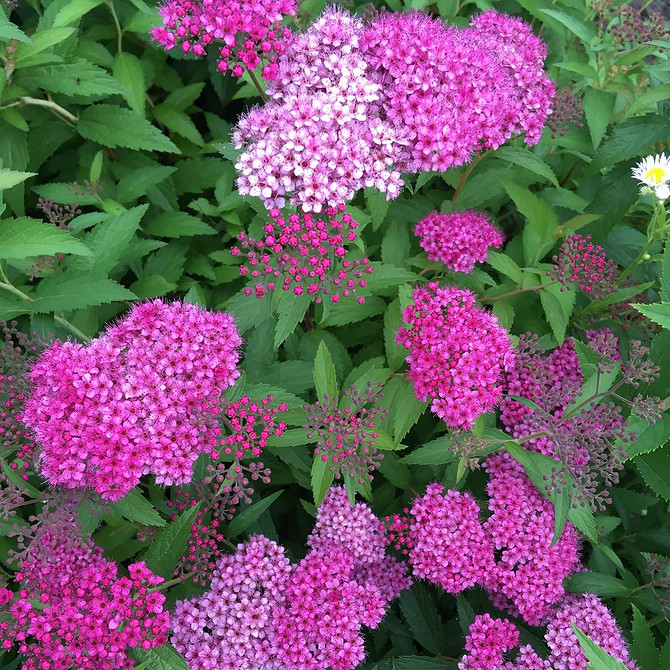 Спірея: посадка та догляд за квітучими кущами для живоплоту та клумб