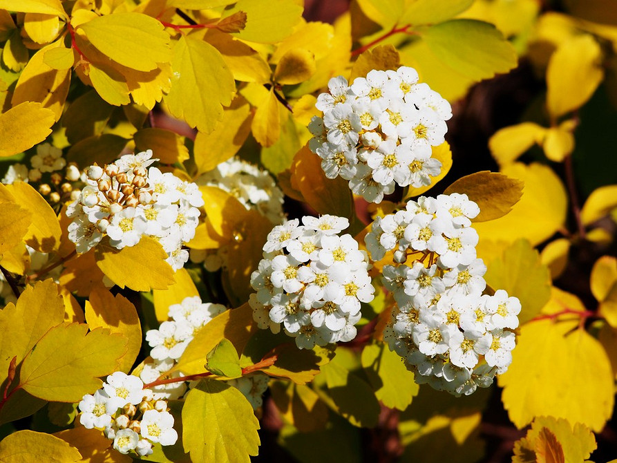 Посадка спіреї: покрокова інструкція для правильної посадки куща