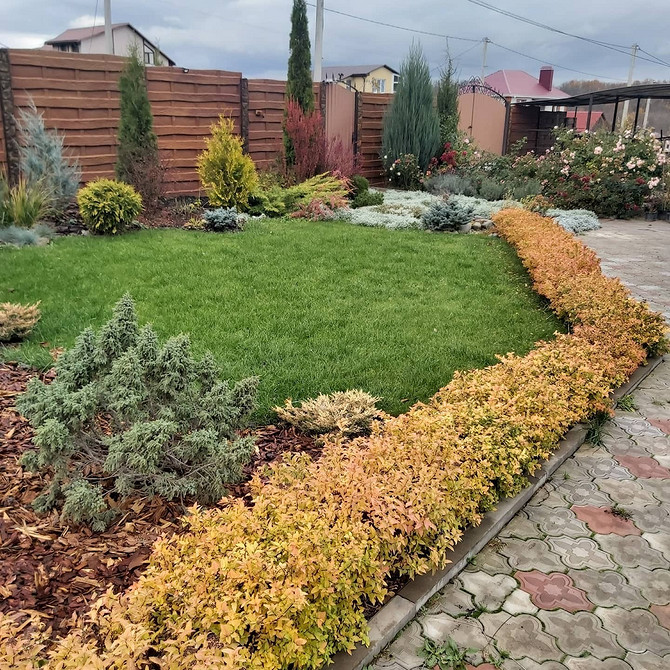 Спірея як фон для квітів: ідеальне поєднання кольорів та текстур в ландшафті.