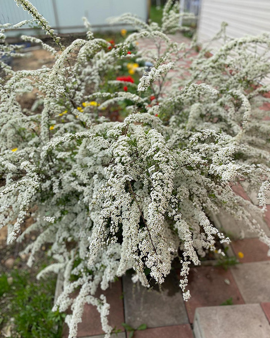 Використання спіреї для створення різних елементів ландшафтного дизайну 2026