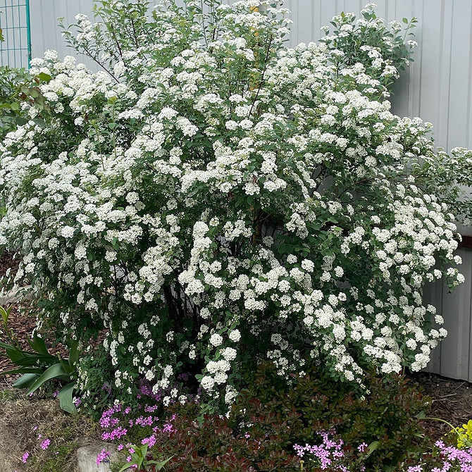 Спірея в садовому дизайні: ідеї використання в рокаріях та альпінаріях